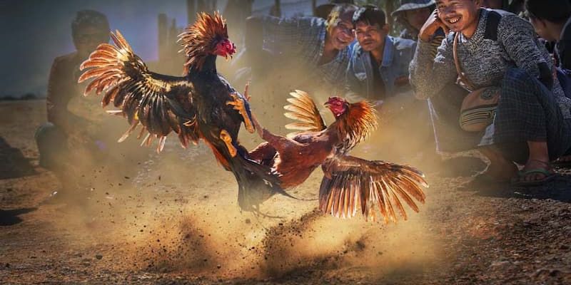 Giới thiệu kèo đá gà kong88